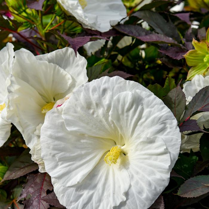 Summerific® 'Cookies and Cream' - Hibiscus (Rose Mallow) from Winding Creek Nursery