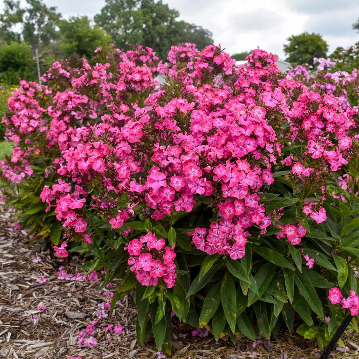 Luminary™ 'Pink Lightning' - Phlox paniculata (Garden Phlox) from Winding Creek Nursery