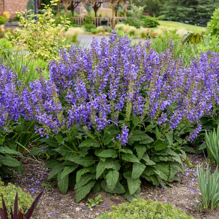 Living Large™ 'Big Sky' - Salvia from Winding Creek Nursery