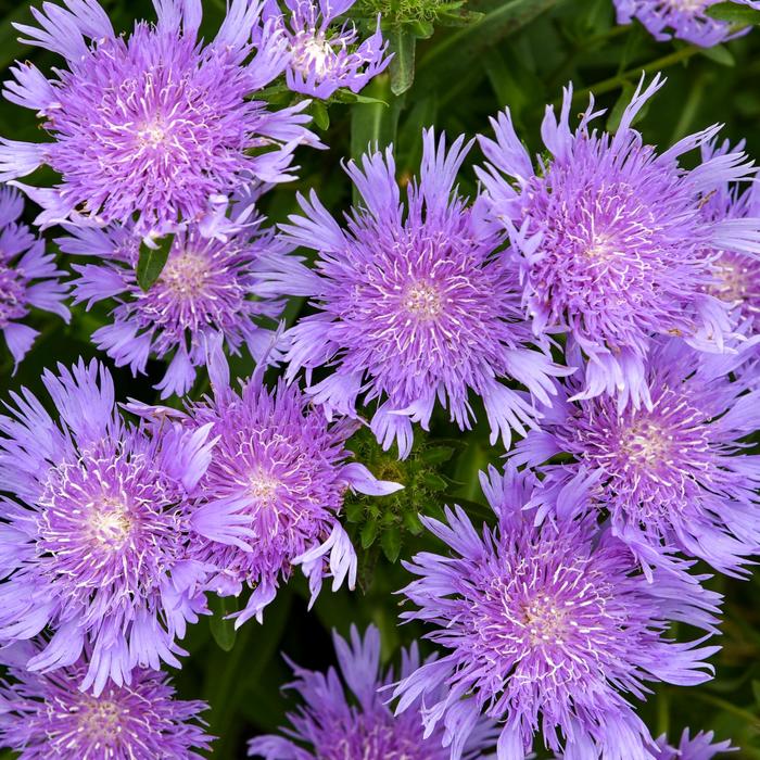 Totally Stoked™ 'Riptide' Stoke's Aster - Stokesia laevis from Winding Creek Nursery