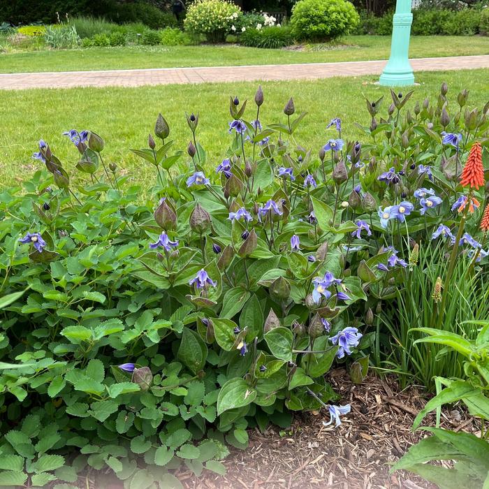 'Stand By Me' Bush Clematis - Clematis from Winding Creek Nursery