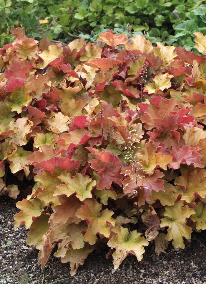 'Caramel' Coral Bells - Heuchera from Winding Creek Nursery