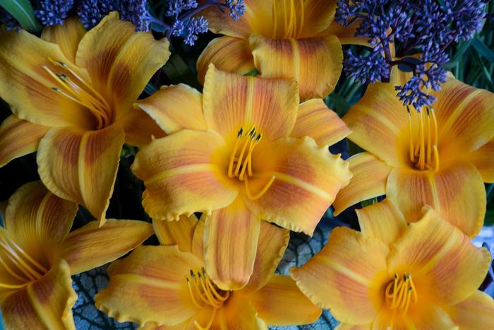 'Rocket City' Daylily - Hemerocallis from Winding Creek Nursery