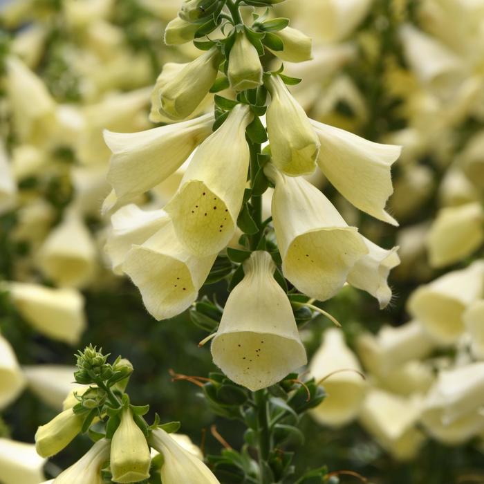 Arctic Fox™ Lemon Cream Foxglove - Digitalis from Winding Creek Nursery