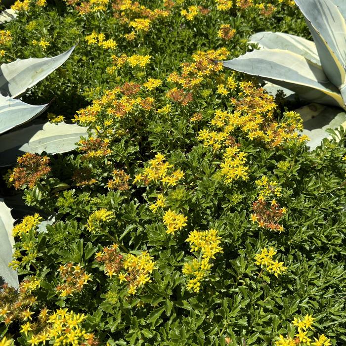 Stonecrop - Sedum kamtschaticum from Winding Creek Nursery