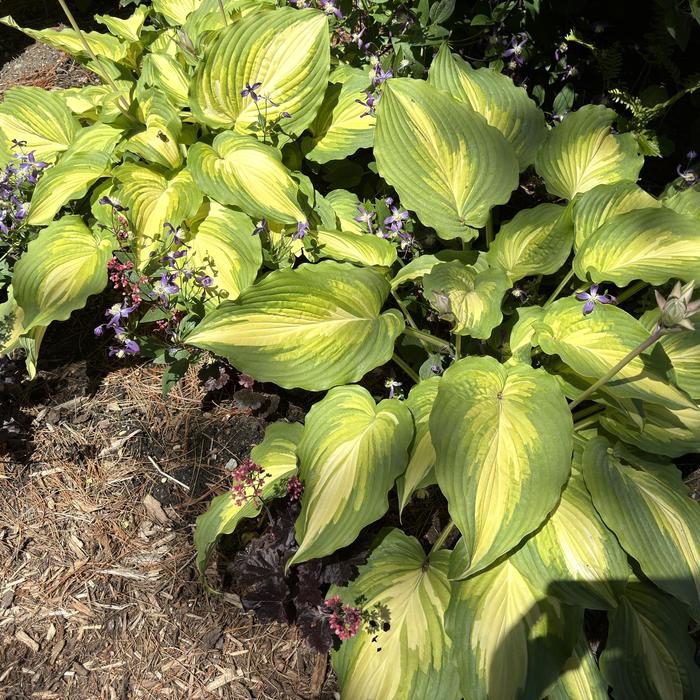 Shadowland® 'Love Story' - Hosta (Hosta, Plantain Lily) from Winding Creek Nursery