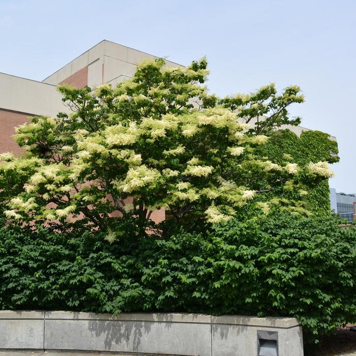 Japanese Tree Lilac - Syringa reticulata from Winding Creek Nursery