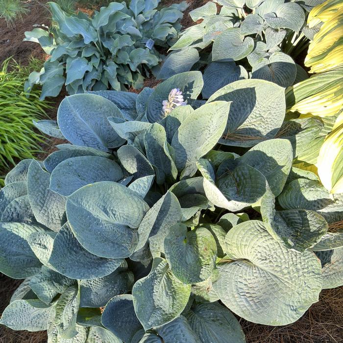 'Big Daddy' Plantain Lily, Hosta - Hosta from Winding Creek Nursery