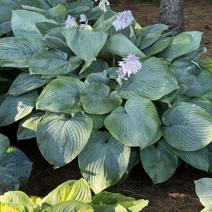 Shadowland® 'Empress Wu' - Hosta (Plantain Lily, Hosta) from Winding Creek Nursery