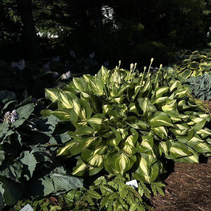 Shadowland® 'Miss America' - Hosta (Plantain Lily, Hosta) from Winding Creek Nursery