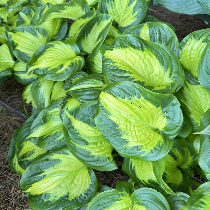 Shadowland® 'Etched Glass' - Hosta (Hosta, Plantain Lily) from Winding Creek Nursery