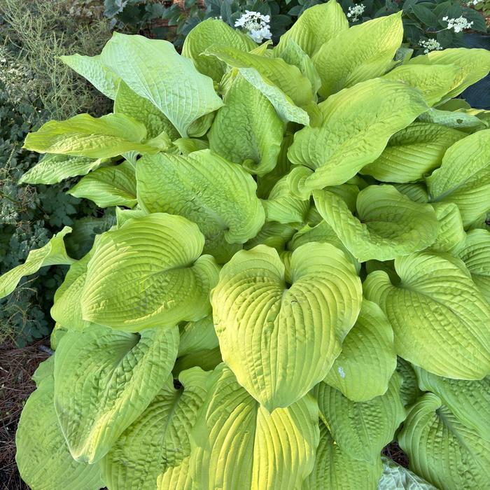 Shadowland® 'Coast to Coast' - Hosta (Hosta, Plantain Lily) from Winding Creek Nursery