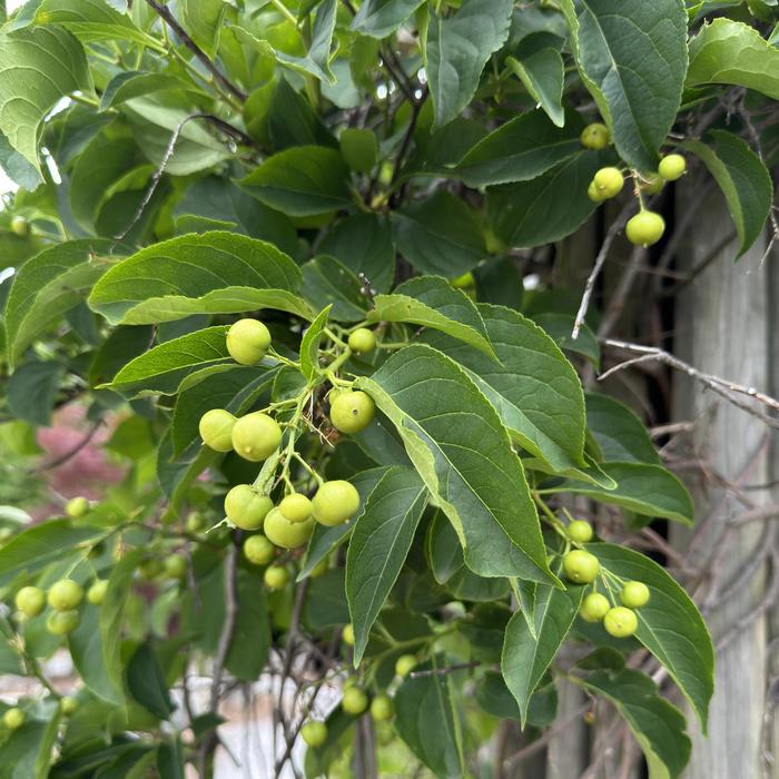 'Autumn Revolution™' Bittersweet - Celastrus scandens from Winding Creek Nursery