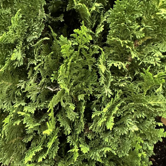 'Kelsoki Spire' Arborvitae - Thuja occidentalis from Winding Creek Nursery