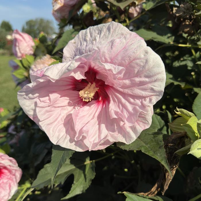 Summerific® 'All Eyes on Me' - Hibiscus (Rose Mallow) from Winding Creek Nursery