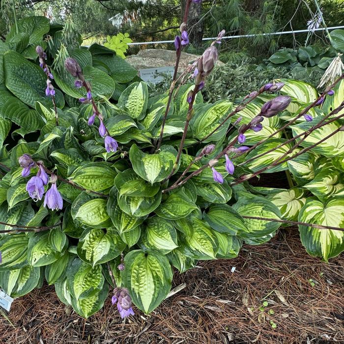 'Island Breeze' Hosta, Plantain Lily - Hosta from Winding Creek Nursery