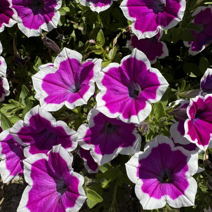 Supertunia® Hoopla™ Vivid Orchid - Petunia from Winding Creek Nursery