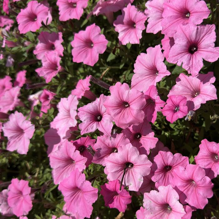 Supertunia Vista® ''Bubblegum®'' - Petunia from Winding Creek Nursery