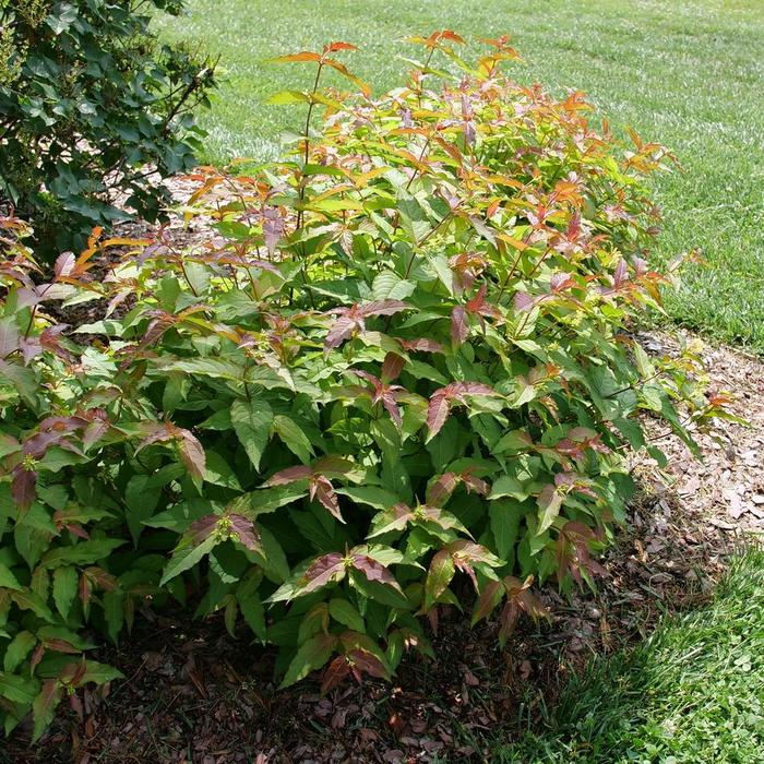 Kodiak® Red 2.0 - Diervilla (Bush Honeysuckle) from Winding Creek Nursery