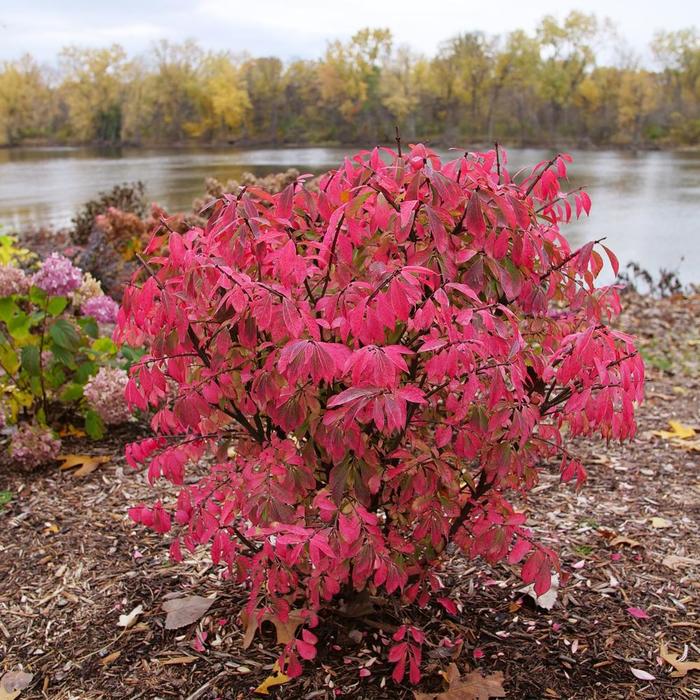 Fire Ball Seedless&reg; Burning Bush - Euonymus alatus from Winding Creek Nursery