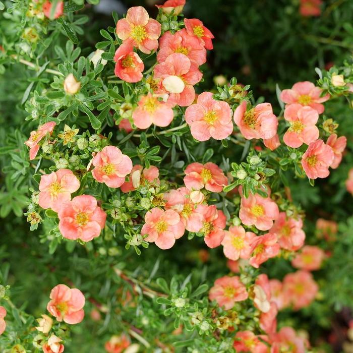 Happy Face&reg; Orange - Potentilla fruticosa from Winding Creek Nursery