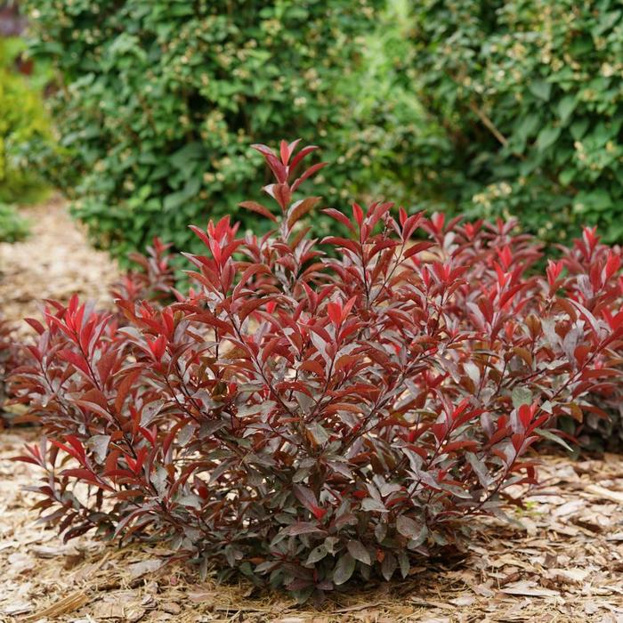 Stay Classy&reg; Plum - Prunus x cistena from Winding Creek Nursery