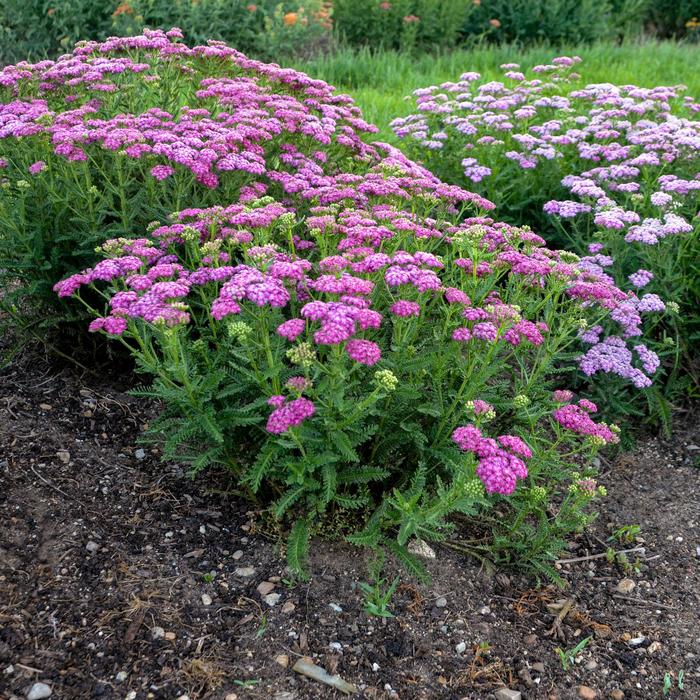 'Firefly Fuchsia' Yarrow - Achillea from Winding Creek Nursery