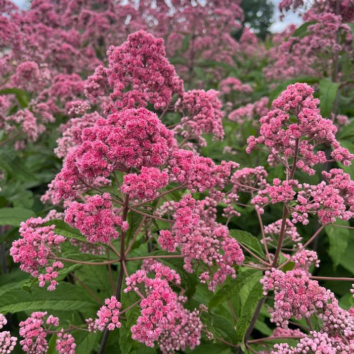 'JoJo' Joe Pye Weed - Eupatorium fistulosum from Winding Creek Nursery