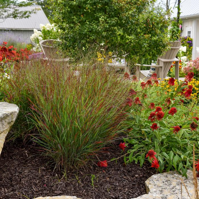 Prairie Winds® 'Cheyenne Sky' - Panicum virgatum (Red Switch Grass) from Winding Creek Nursery