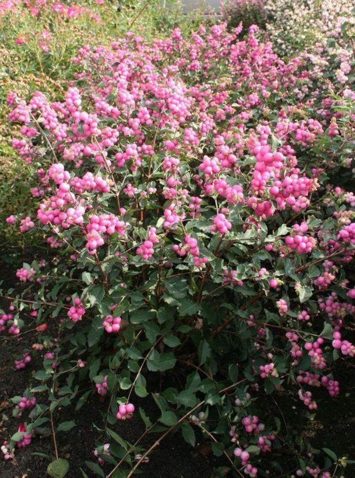 'Candy™' Coral Berry - Symphoricarpos x doorenbosii from Winding Creek Nursery