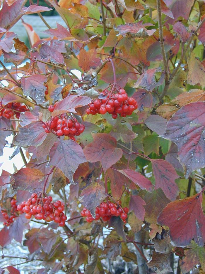 ''Redwing'' American Cranberry Viburnum - Viburnum trilobum from Winding Creek Nursery