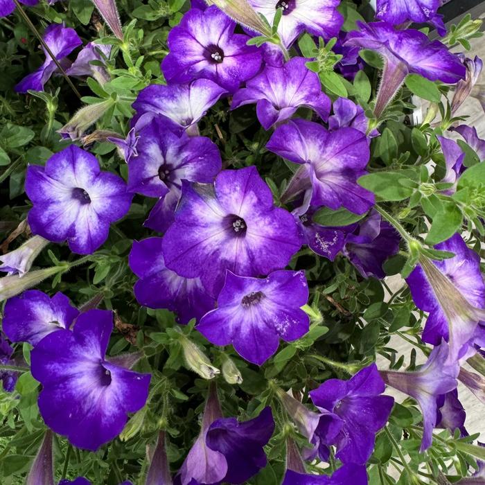 Supertunia Tiara® Blue - Petunia from Winding Creek Nursery