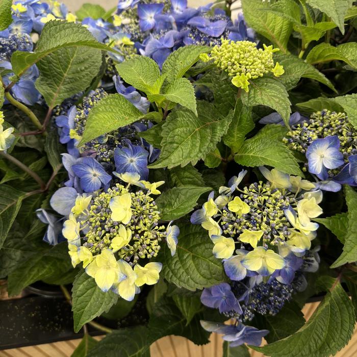 'Pop Star®' Bigleaf Hydrangea - Hydrangea macrophylla from Winding Creek Nursery