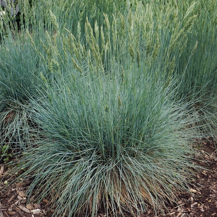 'Cool as Ice' - Festuca from Winding Creek Nursery