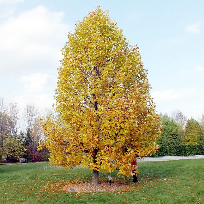 Tulip Tree - Liriodendron tulipifera from Winding Creek Nursery