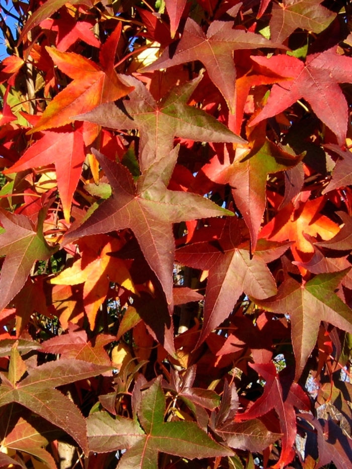 Slender Silhouette Sweetgum - Liquidambar styraciflua 'Slender Silhouette' from Winding Creek Nursery