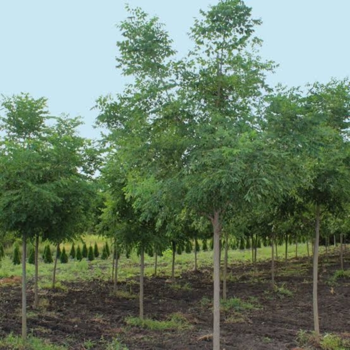 'Espresso™' Kentucky Coffee Tree - Gymnocladus dioicus from Winding Creek Nursery