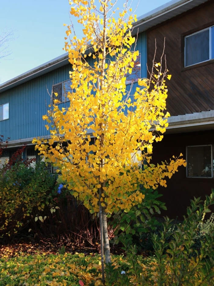 'Presidential Gold®' Maidenhair Tree - Ginkgo biloba from Winding Creek Nursery