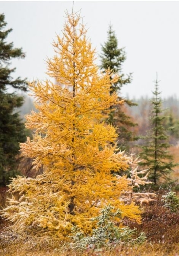 American Larch - Larix laricina from Winding Creek Nursery