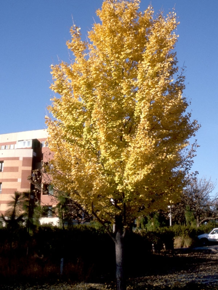 'Golden Colonnade®' Maidenhair Tree - Ginkgo biloba from Winding Creek Nursery