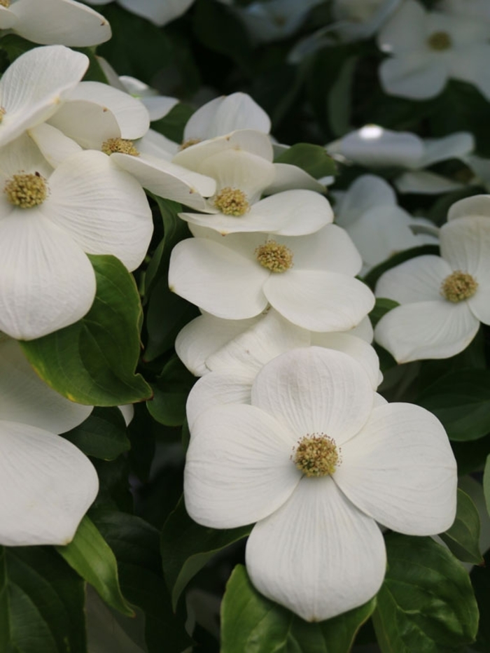 'Starlight®' Dogwood - Cornus x elwinortonii from Winding Creek Nursery