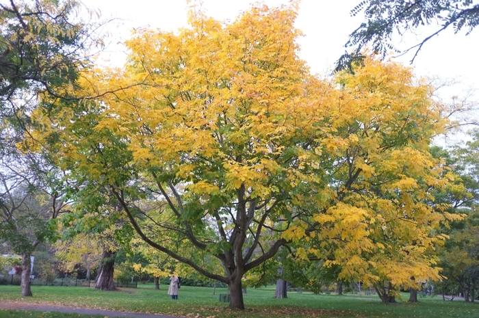 Yellowwood - Cladrastis kentukea from Winding Creek Nursery