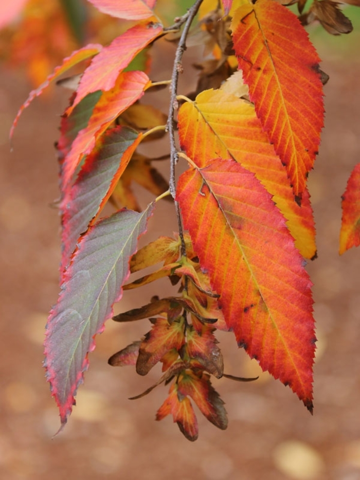 Rising Fire American Hornbeam - Carpinus Caroliniana ' 'Uxbridge'' from Winding Creek Nursery