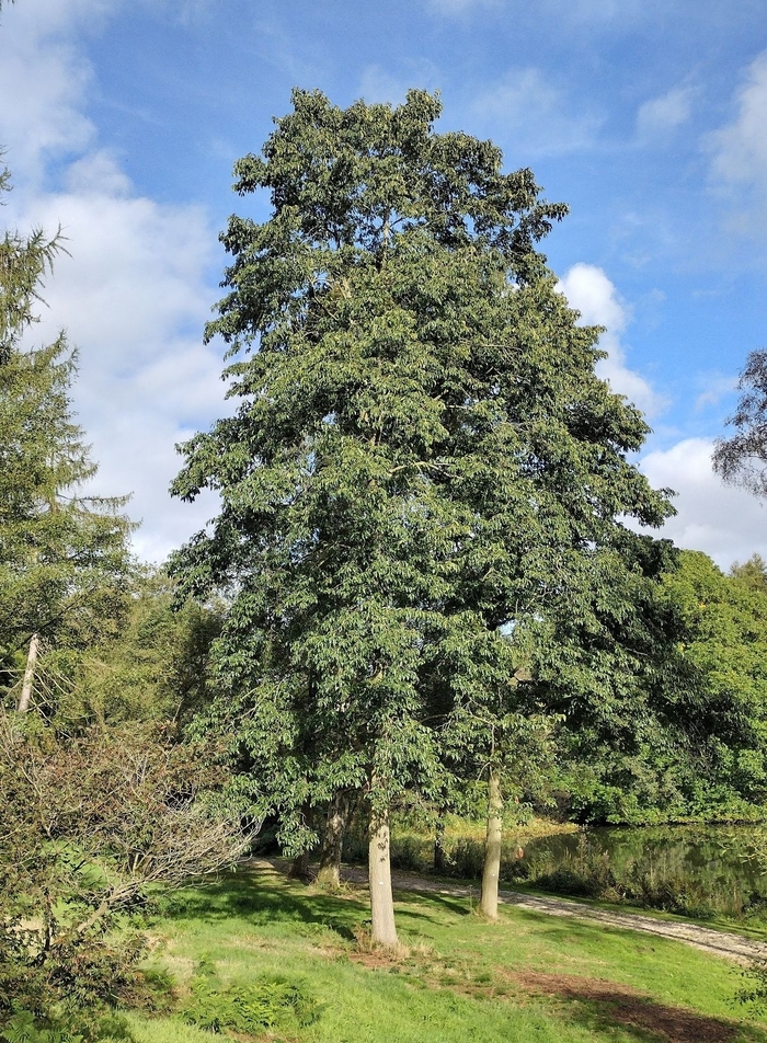 Spaeth's Alder - Alnus x spaethii from Winding Creek Nursery