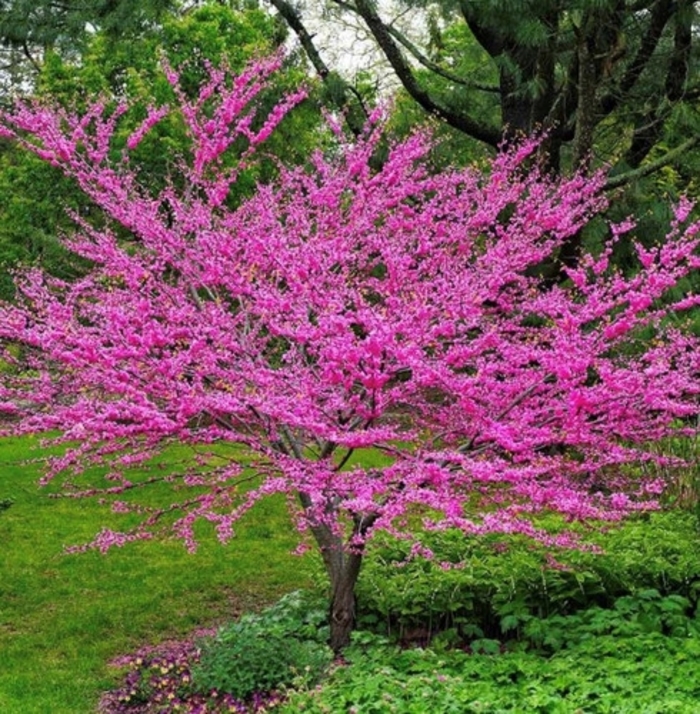 Redbud - Cercis canadensis from Winding Creek Nursery