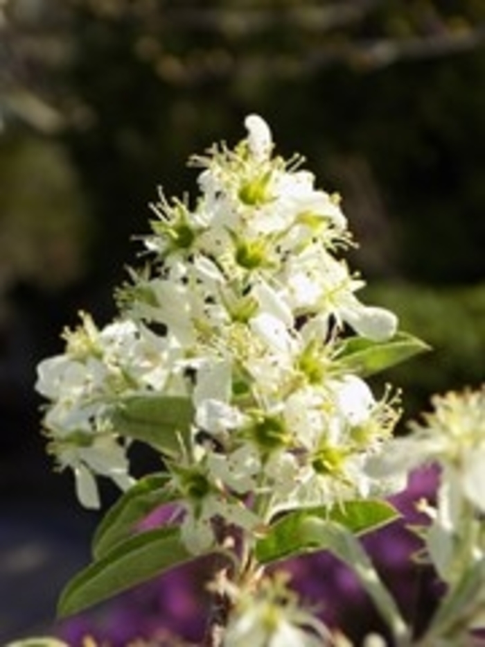 'Rainbow Pillar®' Serviceberry - Amelanchier canadensis from Winding Creek Nursery