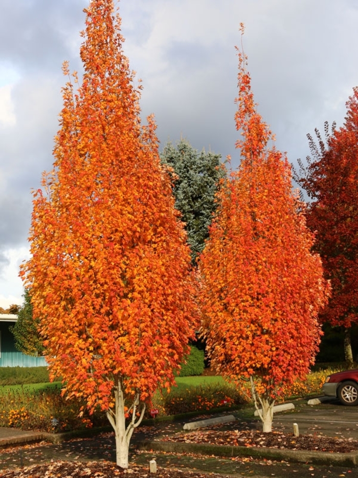 'Armstrong Gold™' Maple - Acer rubrum from Winding Creek Nursery