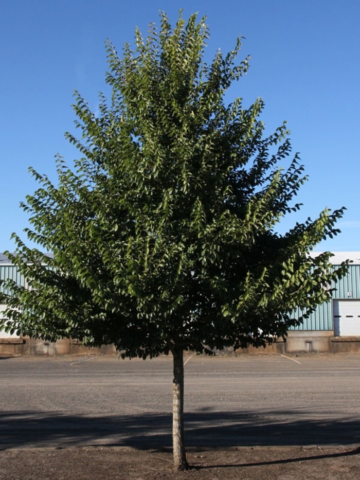 'New Horizon' Elm - Ulmus from Winding Creek Nursery