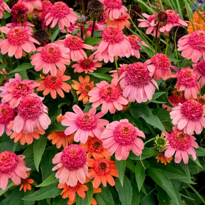 Double Dipped™ 'Rainbow Sherbet' - Echinacea (Coneflower) from Winding Creek Nursery