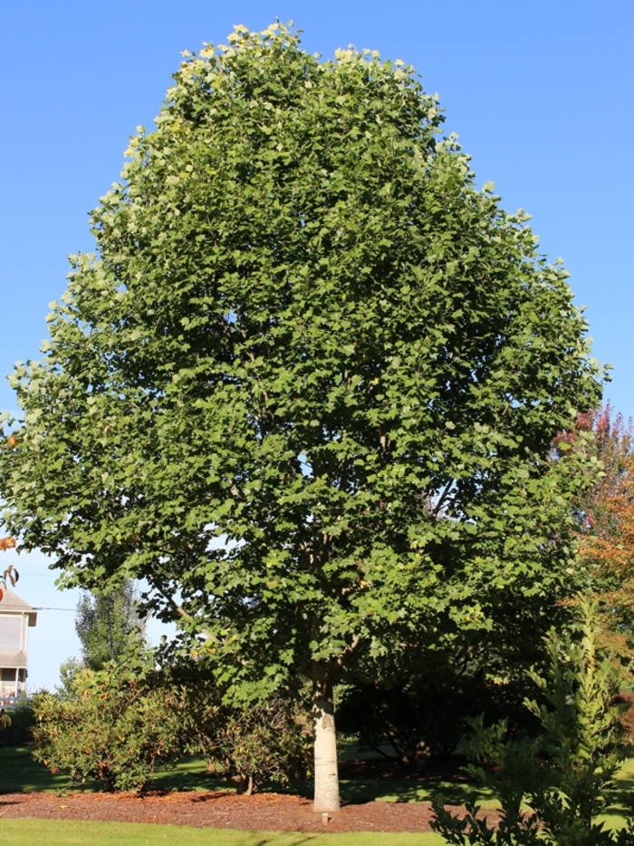 Emerald City® Tulip Tree - Liriodendron tulipifera ''JFS-Oz'' from Winding Creek Nursery